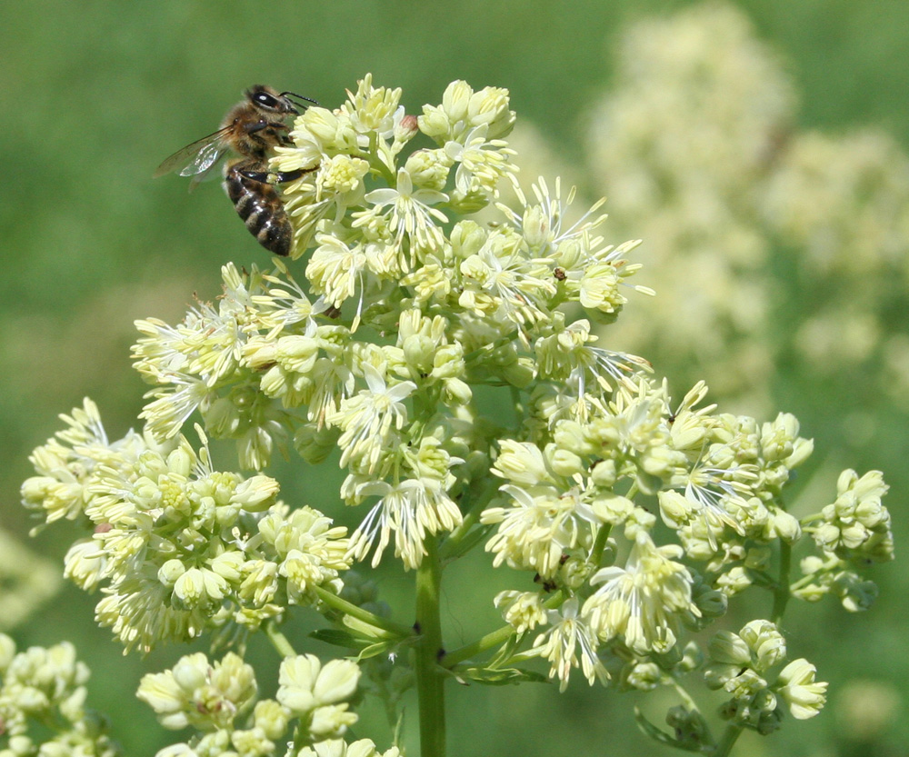 Image of Thalictrum flavum specimen.