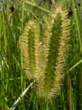 Setaria pumila