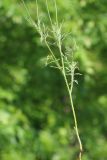 Papaver stevenianum. Нижняя часть растения. Ростовская обл., Неклиновский р-н, Андреево-Мелентьевское с/п, дол. р. Миус. 20.05.2014.