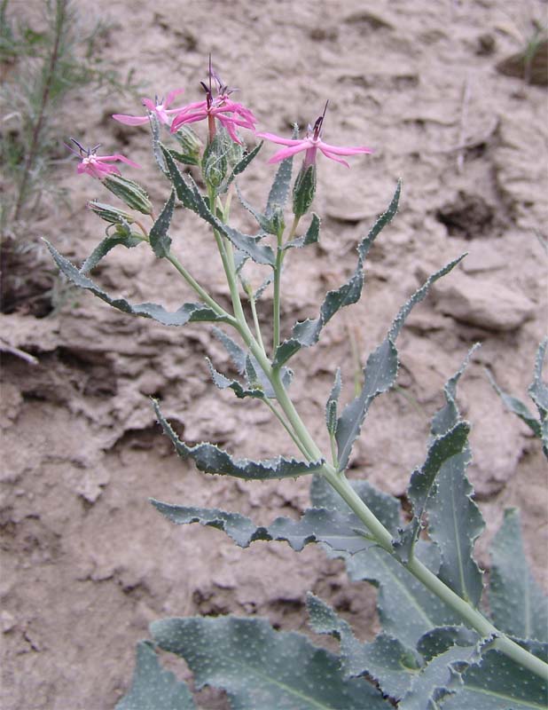 Image of Caccinia macranthera specimen.