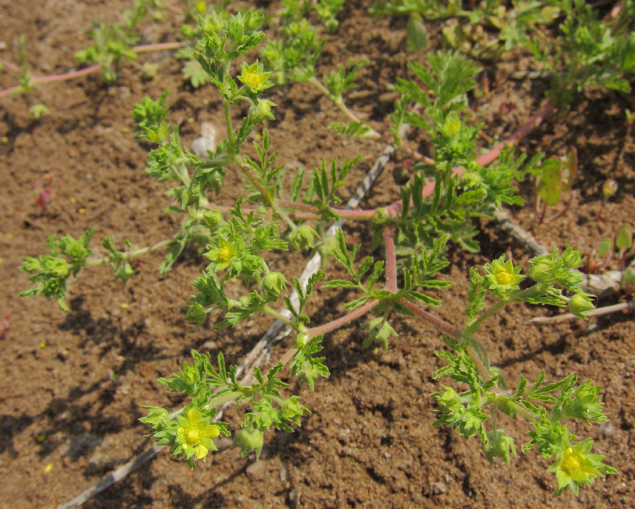 Image of Potentilla supina specimen.