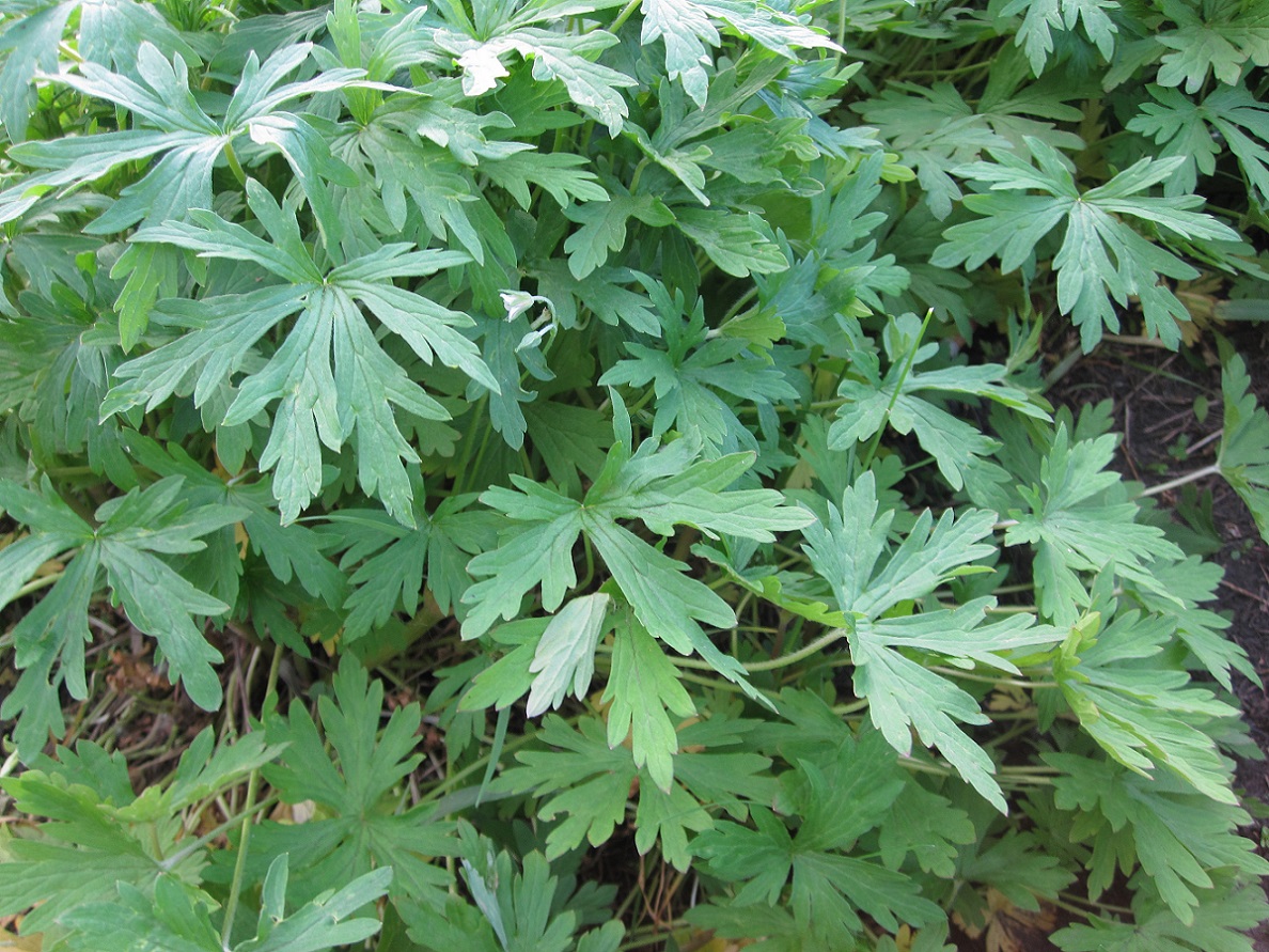 Image of Geranium sibiricum specimen.