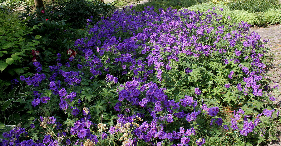 Image of Geranium &times; magnificum specimen.