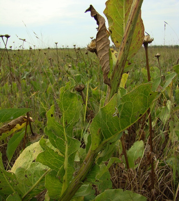 Изображение особи Stemmacantha serratuloides.