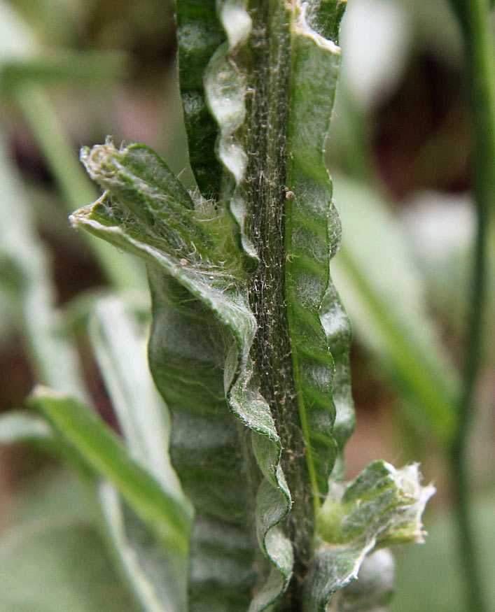 Image of Centaurea solstitialis specimen.