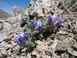 Oxytropis chionobia. Цветущее растение. Казахстан, Заилийский Алатау в окр. Алматы, р-н Космостанции, 3300 м н.у.м. 21 июня 2013 г.