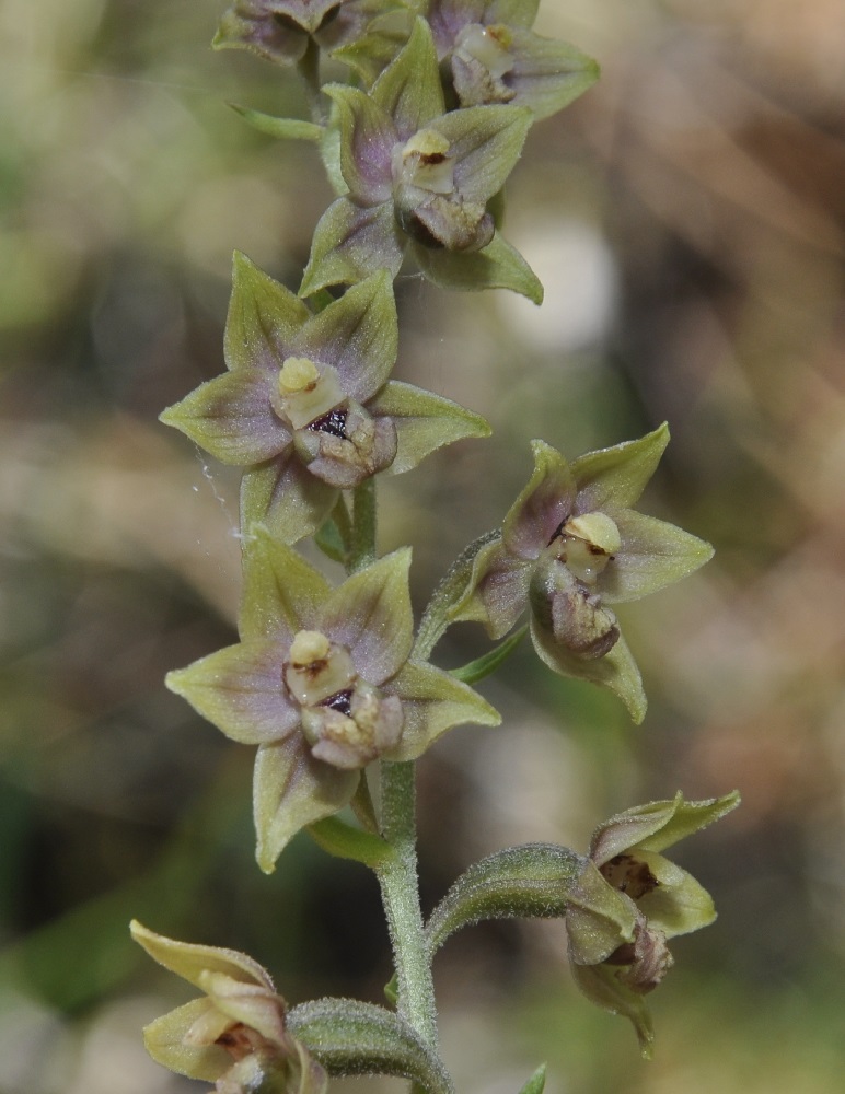 Изображение особи Epipactis atrorubens var. macedonica.