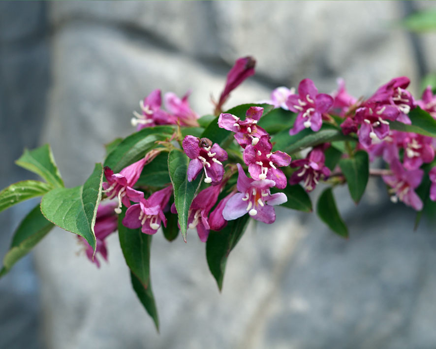 Image of Weigela &times; wagneri specimen.