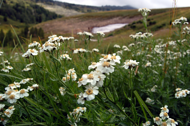 Image of Achillea ledebourii specimen.