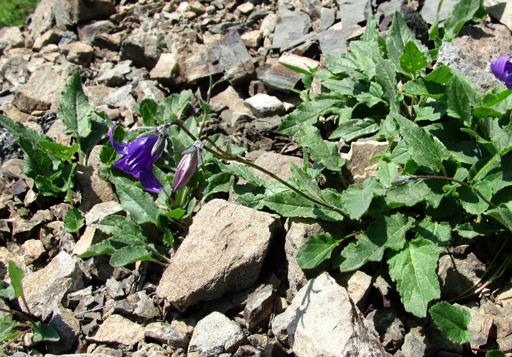 Изображение особи Campanula woronowii.