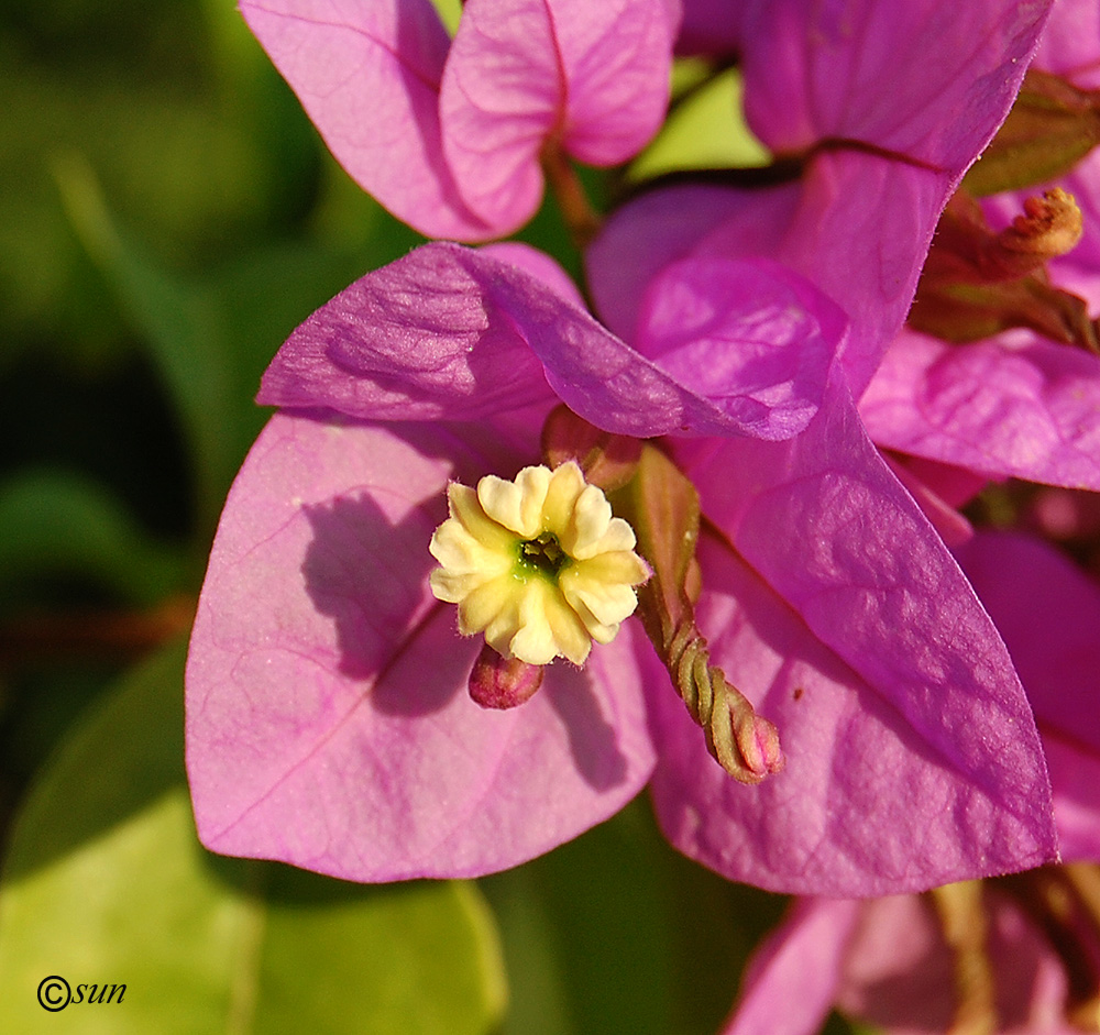 Image of Bougainvillea glabra specimen.