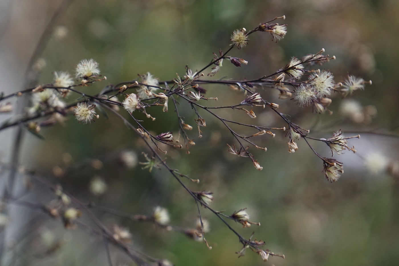 Изображение особи Symphyotrichum subulatum var. squamatum.