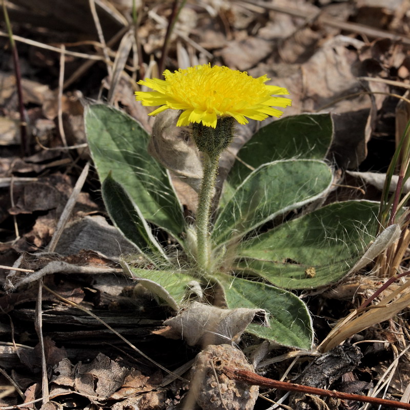 Изображение особи Pilosella officinarum.