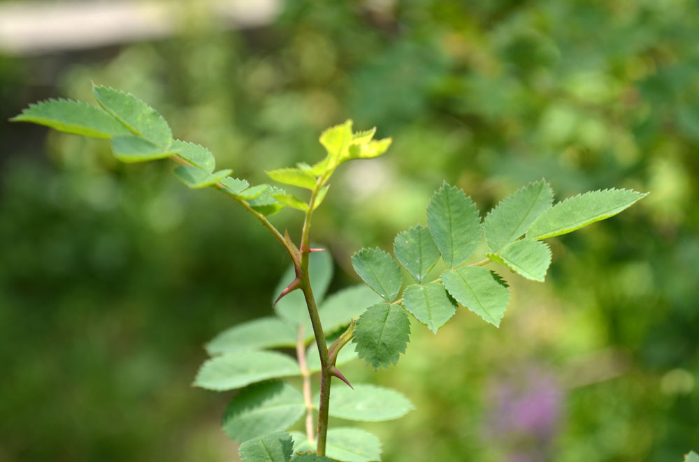 Image of genus Rosa specimen.