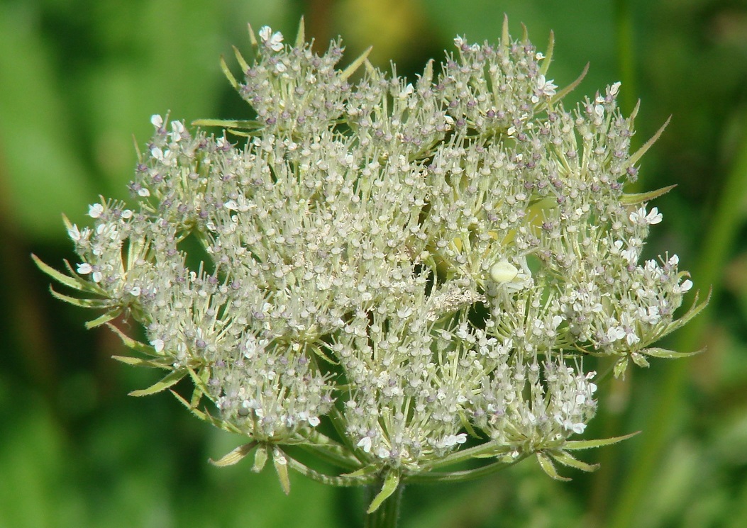 Image of Seseli condensatum specimen.