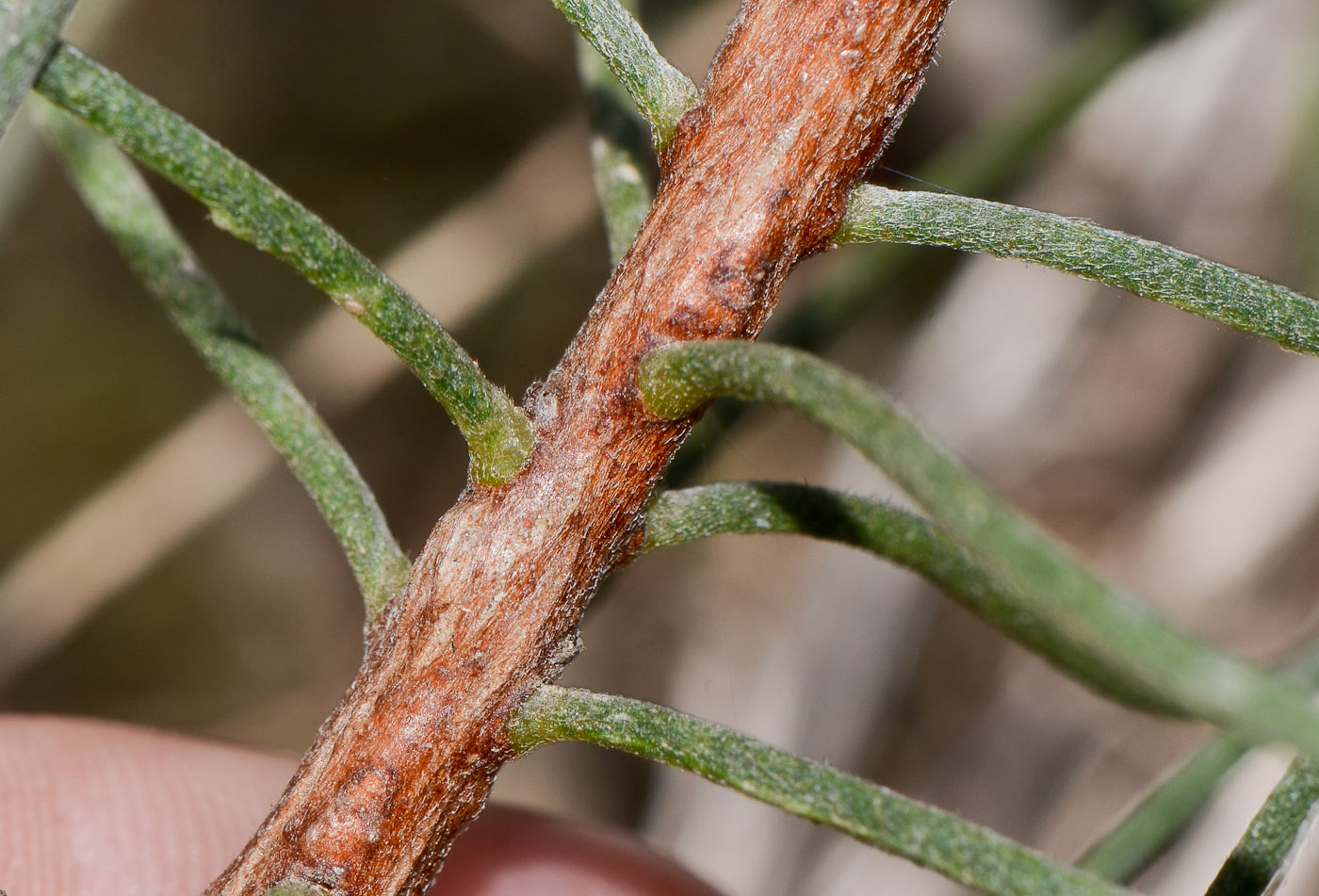 Image of Calothamnus gilesii specimen.