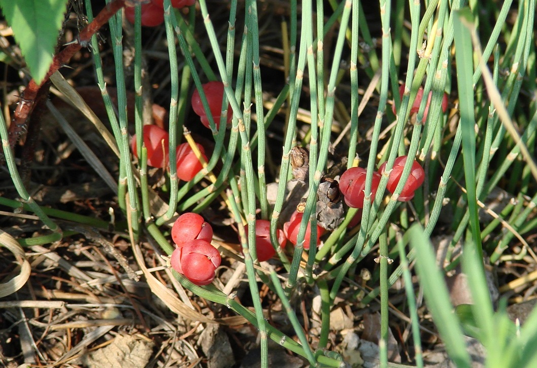 Image of Ephedra monosperma specimen.