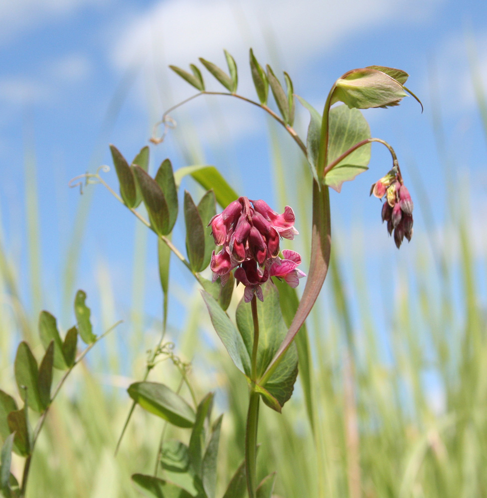 Изображение особи Lathyrus pisiformis.