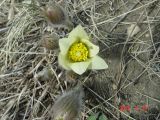 Pulsatilla orientali-sibirica