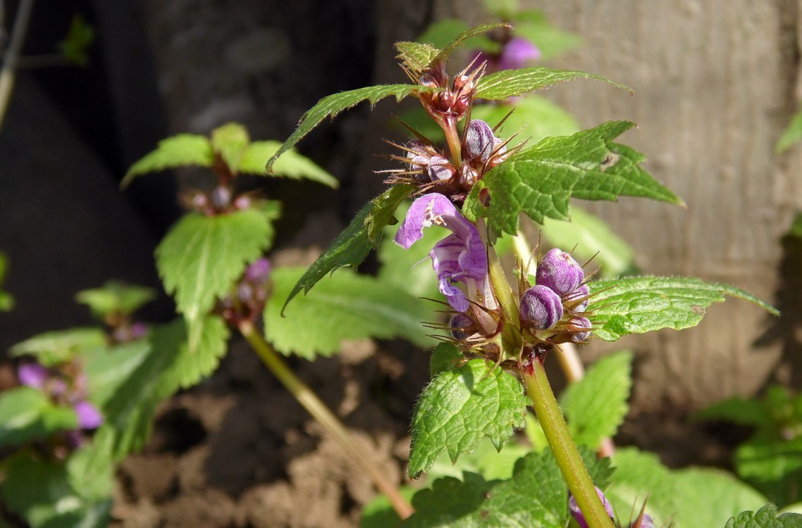 Image of Lamium maculatum specimen.