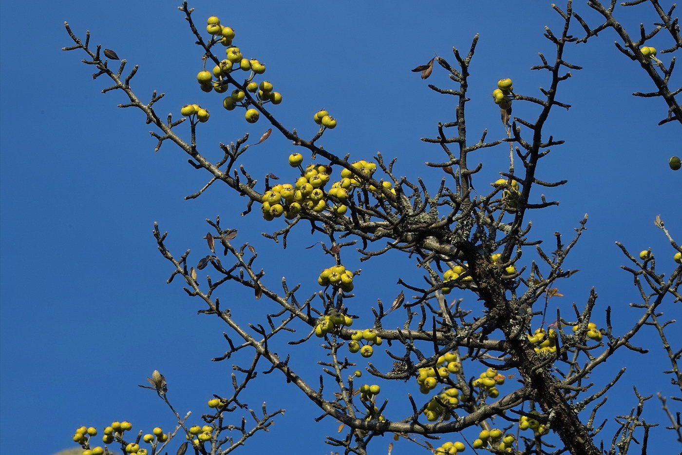 Image of Pyrus elaeagrifolia specimen.