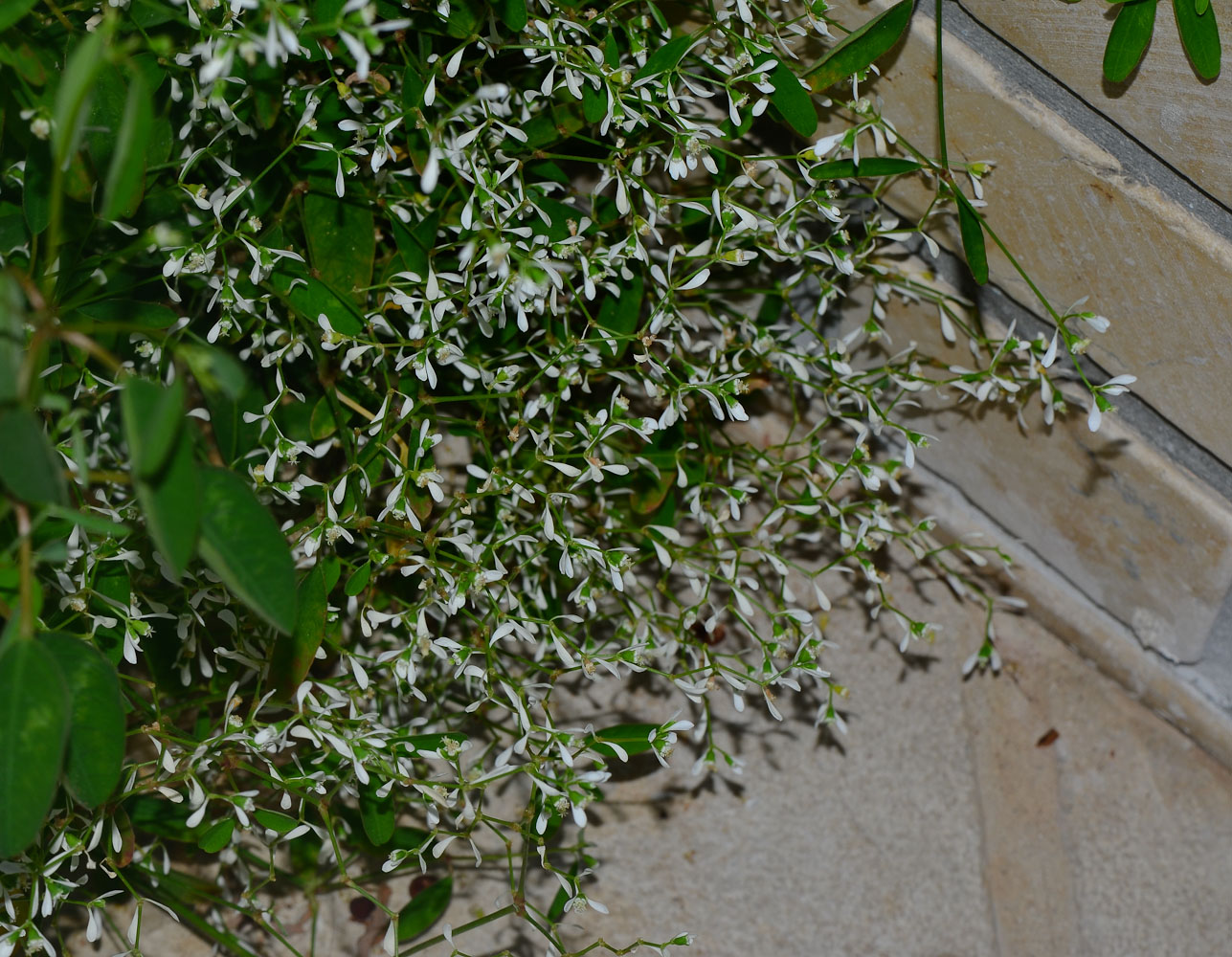 Image of Euphorbia graminea specimen.