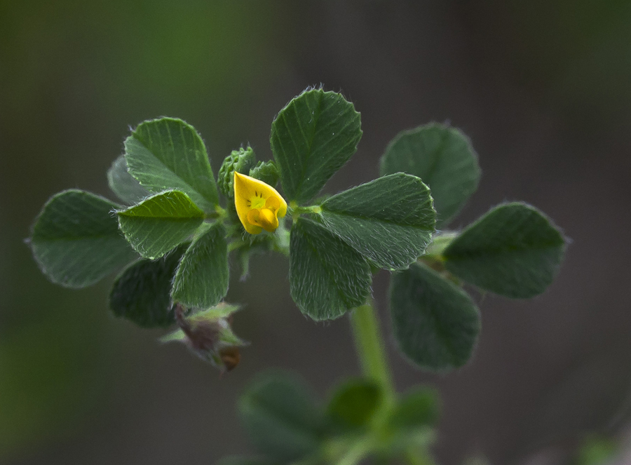 Image of Medicago rigidula specimen.