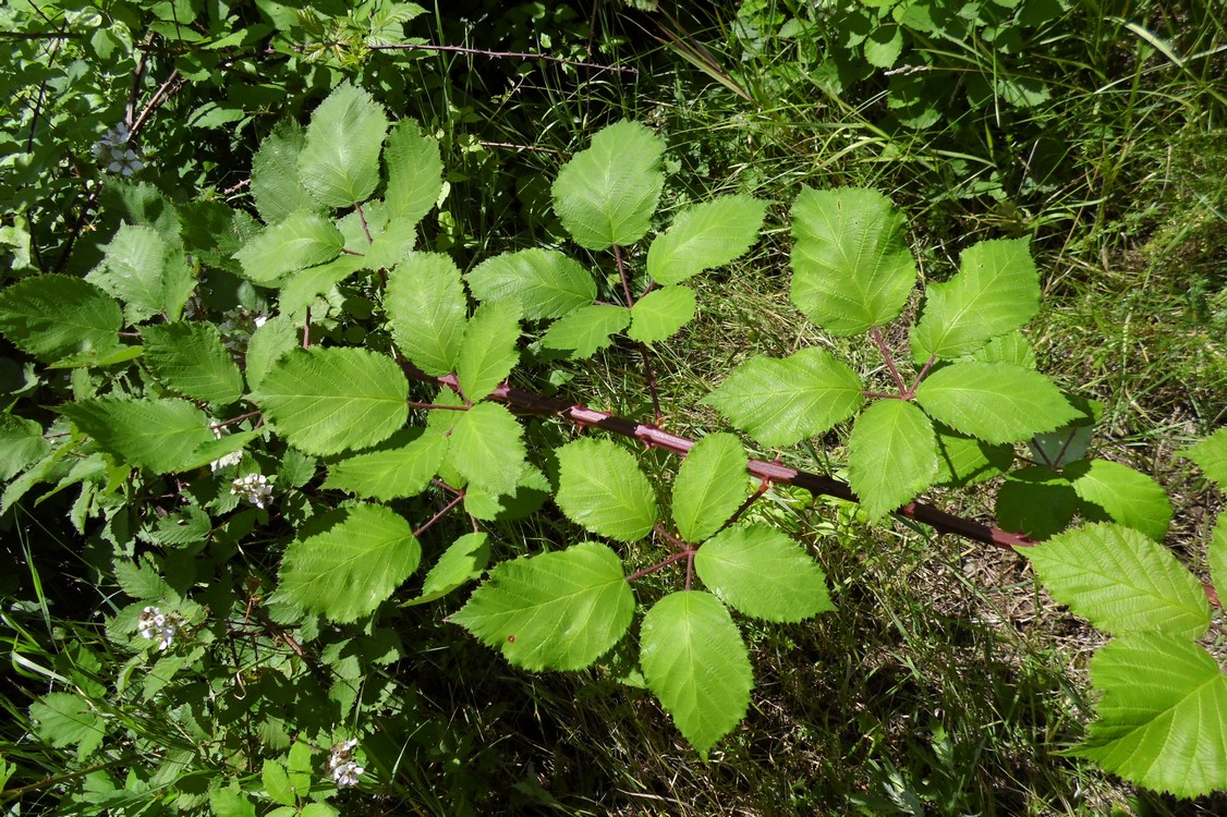 Image of Rubus sanctus specimen.