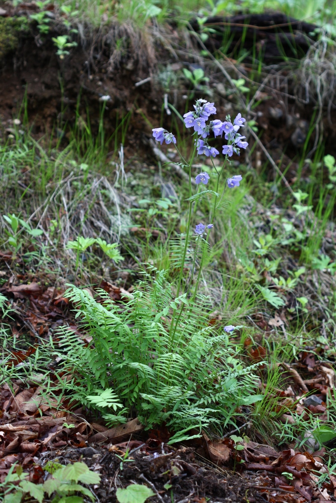 Image of Polemonium schmidtii specimen.