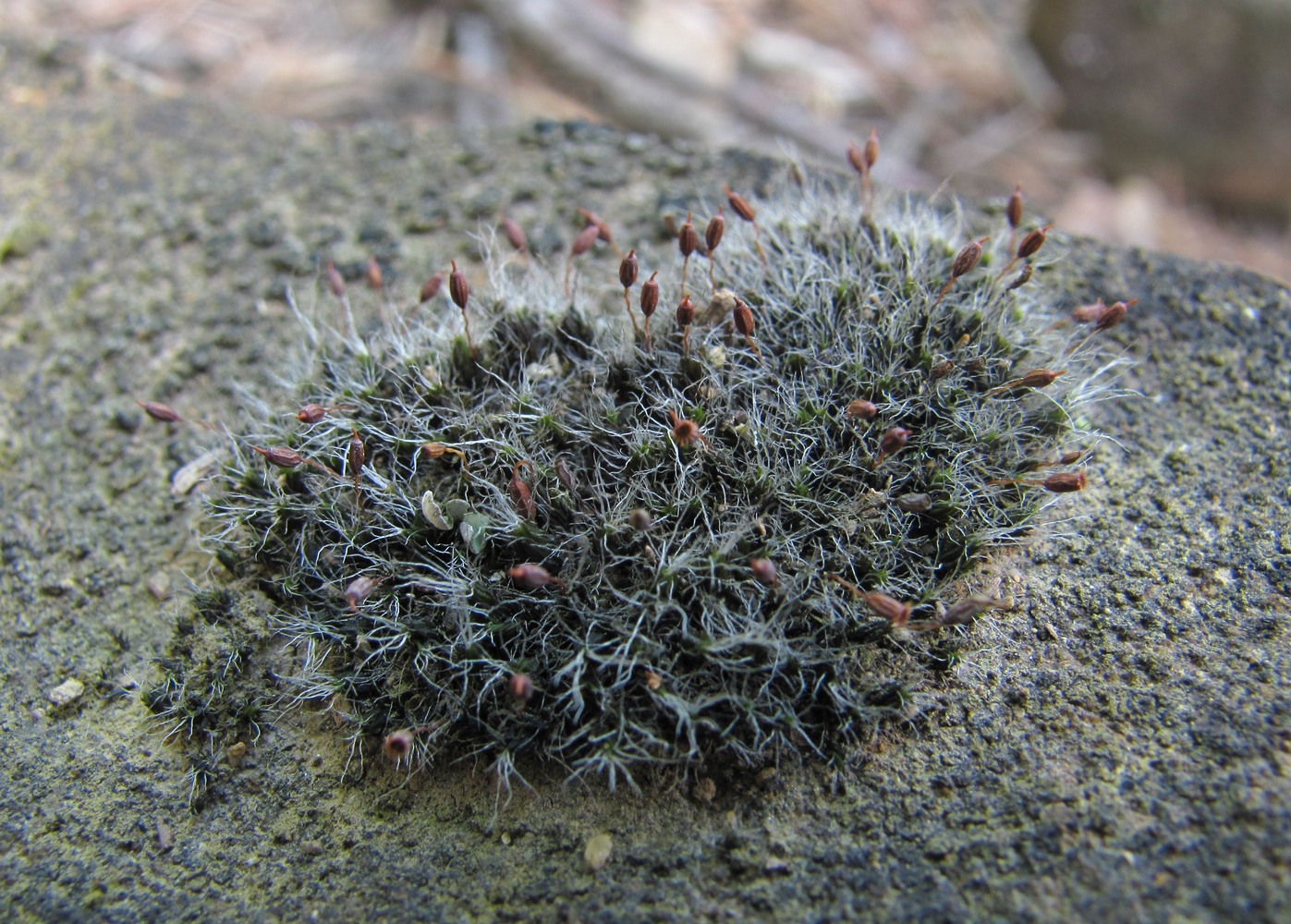 Изображение особи Grimmia pulvinata.