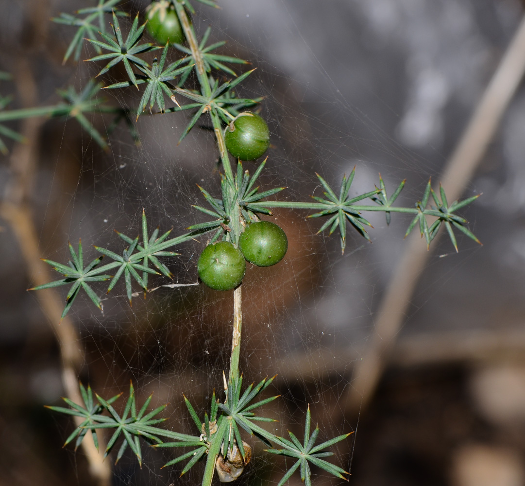 Изображение особи Asparagus aphyllus.