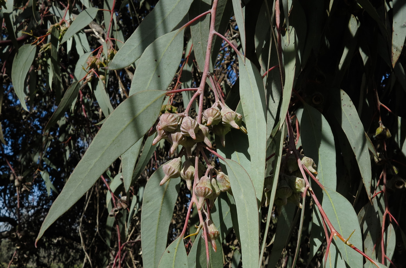 Image of genus Eucalyptus specimen.