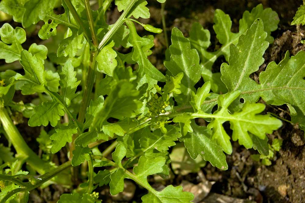 Image of Rorippa palustris specimen.