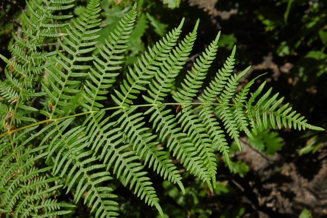 Image of Pteridium aquilinum specimen.