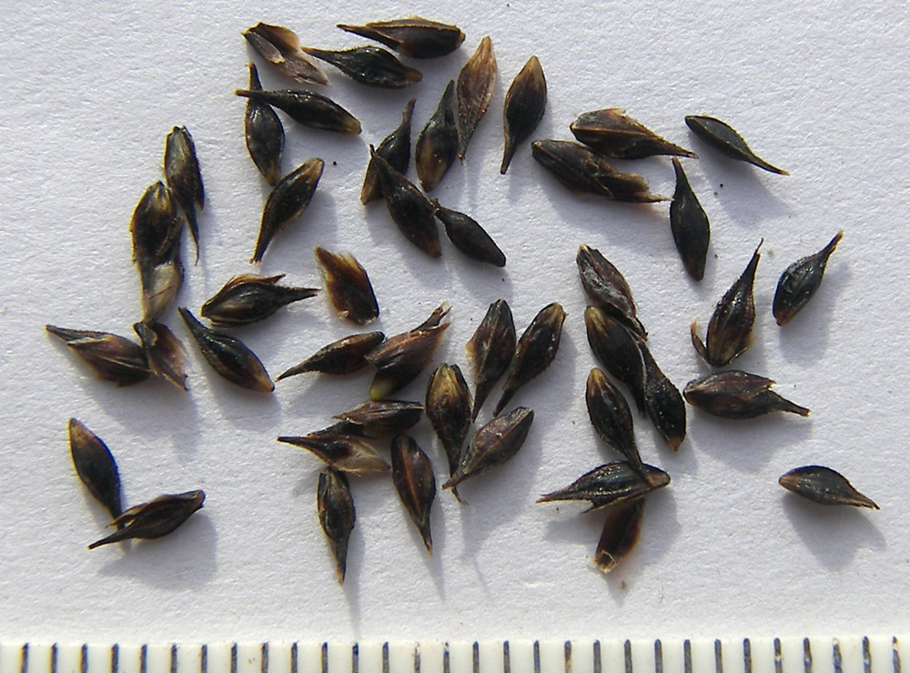 Image of Carex tristis specimen.