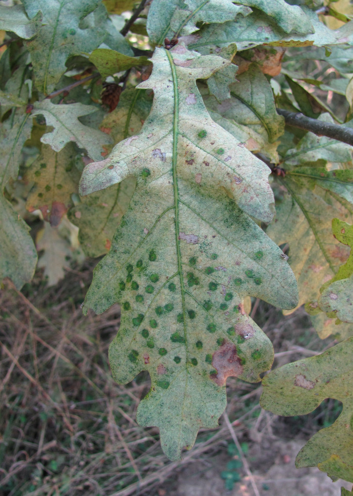 Image of Quercus robur specimen.