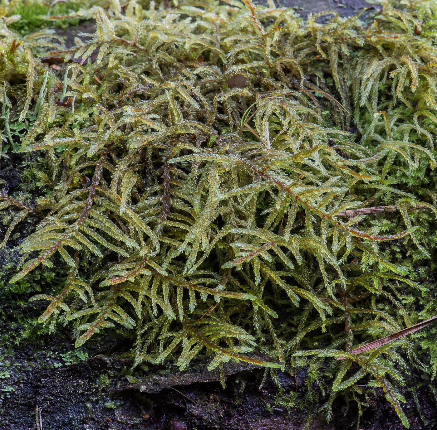 Image of Pleurozium schreberi specimen.