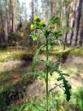 Senecio sylvaticus