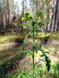 Смотреть изображение Senecio sylvaticus
