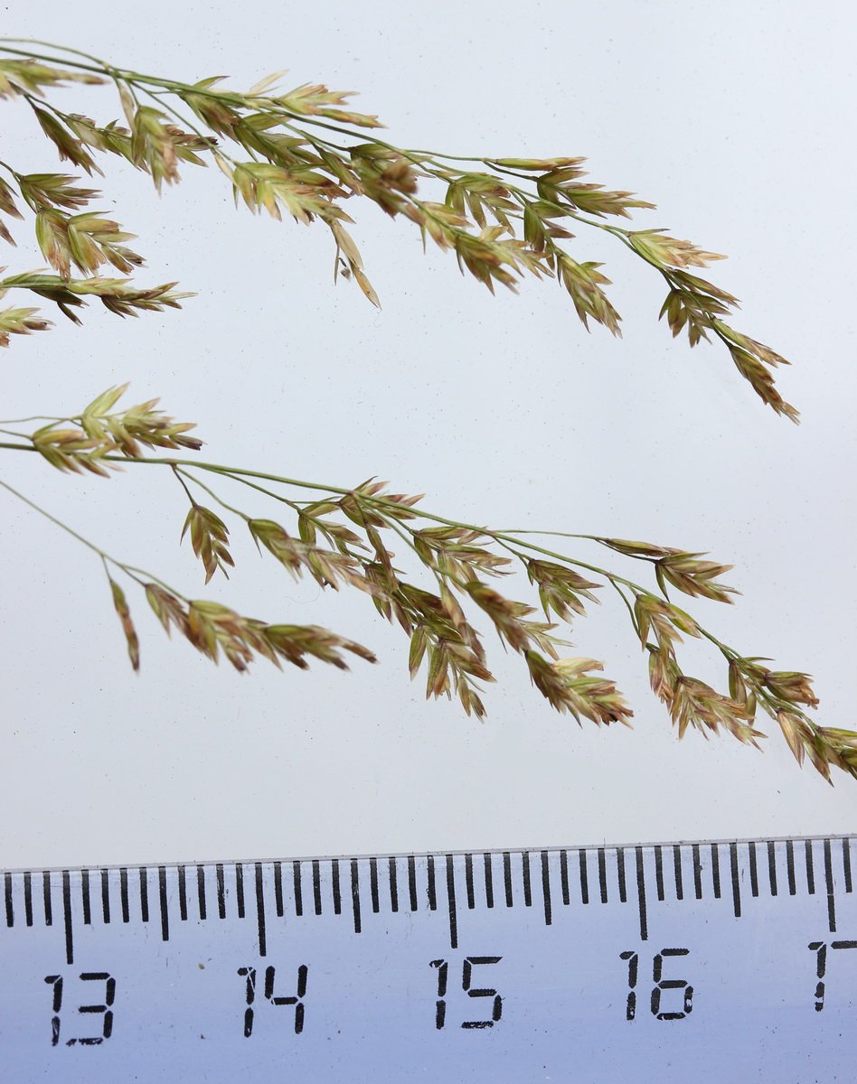 Image of Poa botryoides specimen.