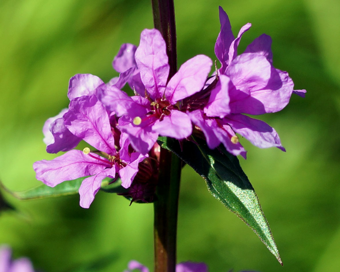 Image of Lythrum salicaria specimen.