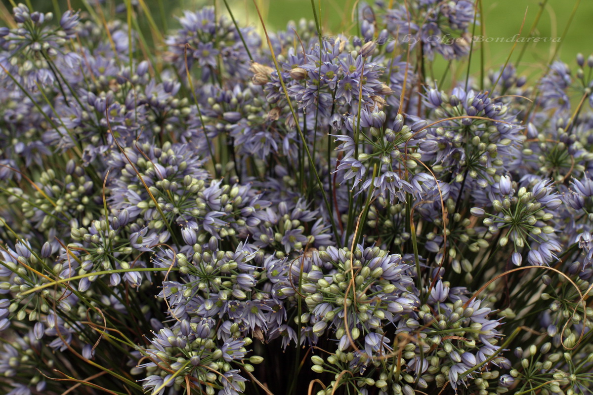 Image of Allium cyaneum specimen.