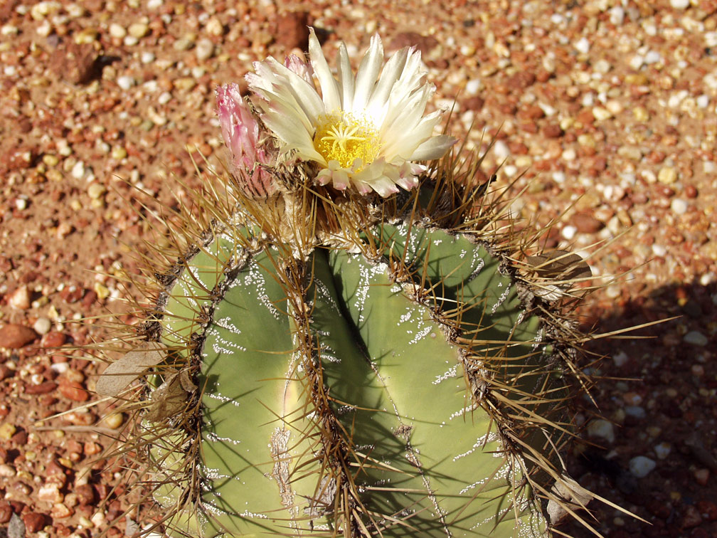 Изображение особи Astrophytum ornatum.