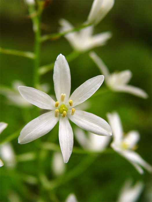 Image of Ornithogalum arcuatum specimen.