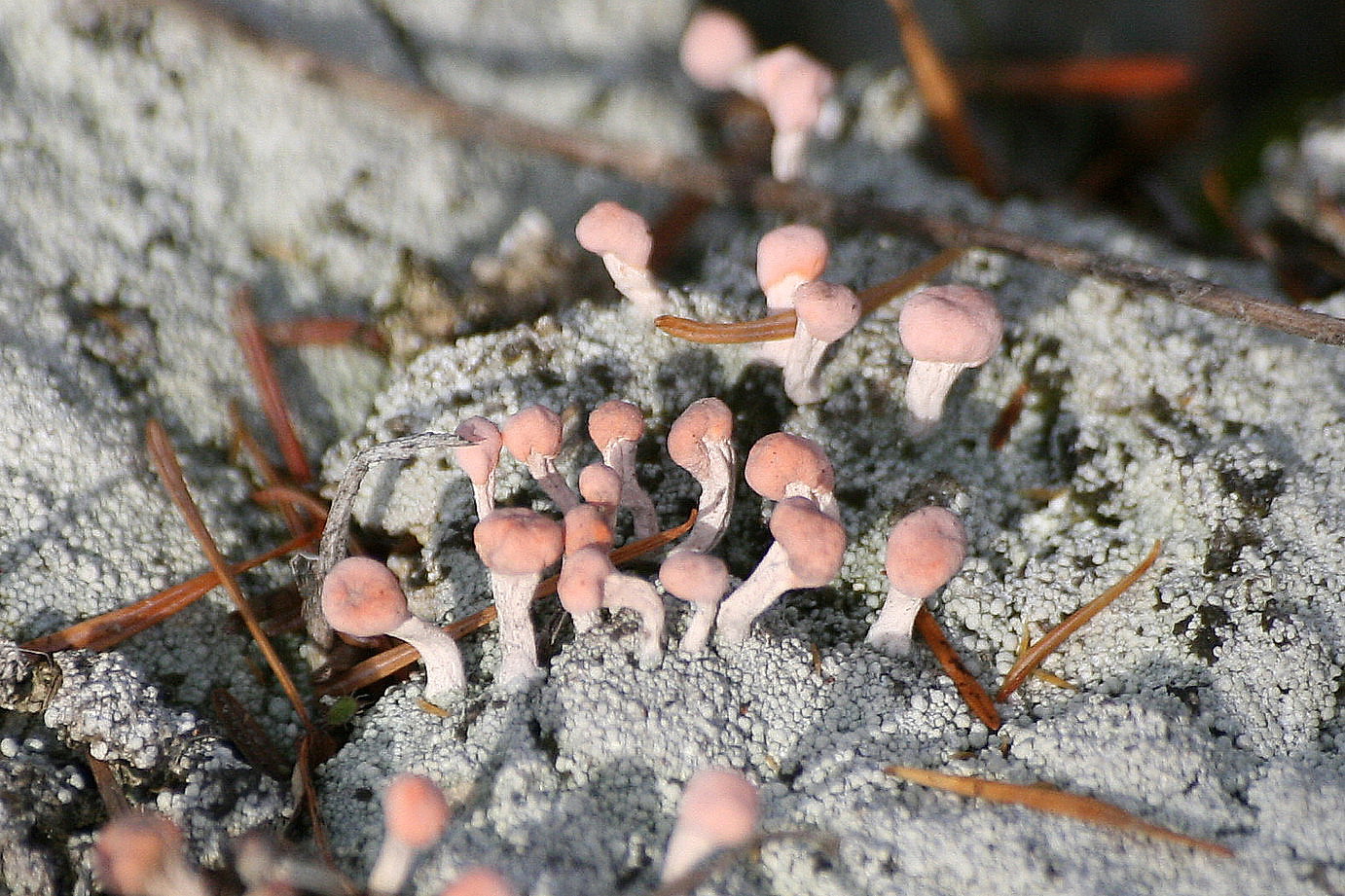 Image of Dibaeis baeomyces specimen.