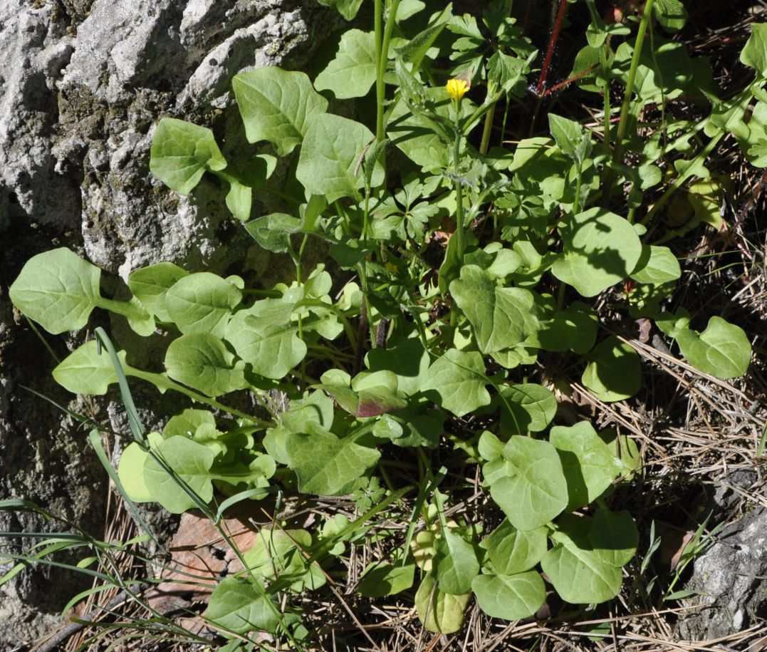 Изображение особи Rhagadiolus stellatus.