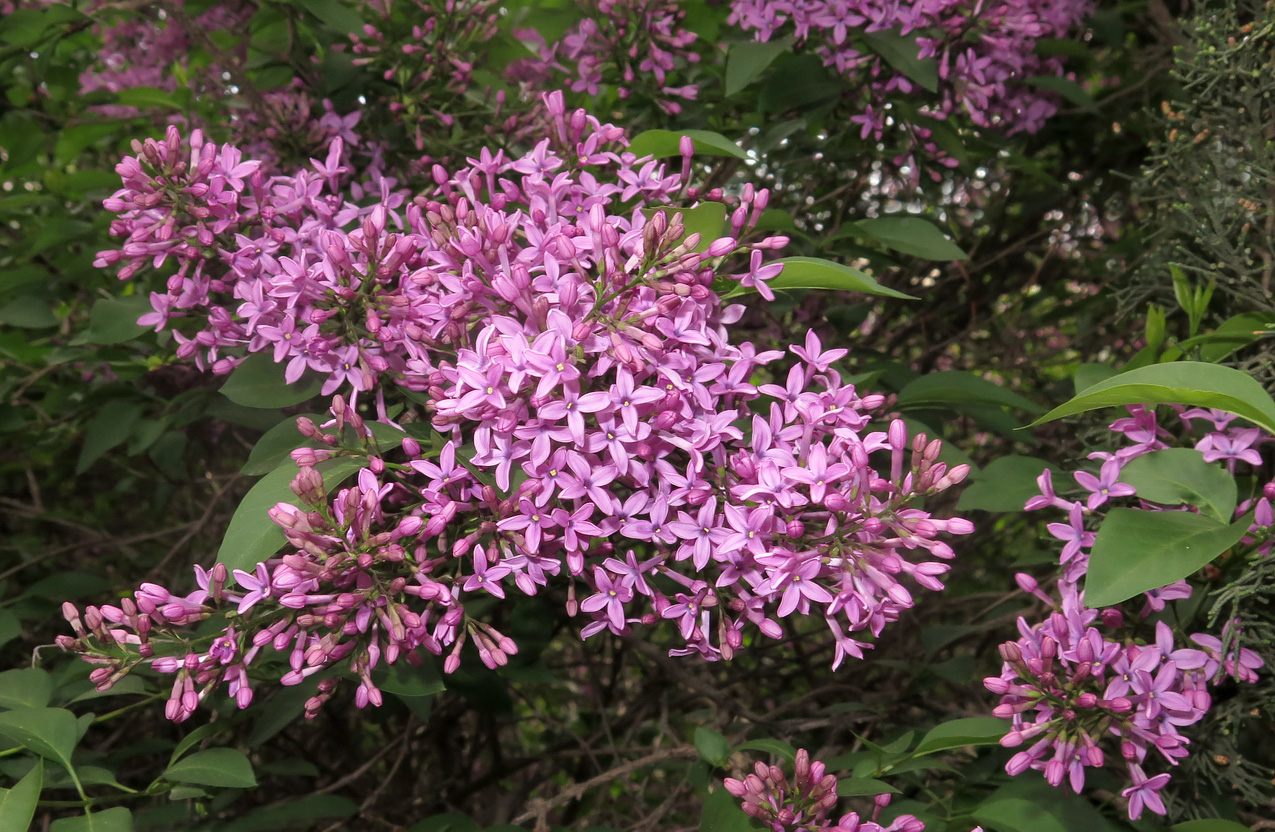 Изображение особи Syringa persica.