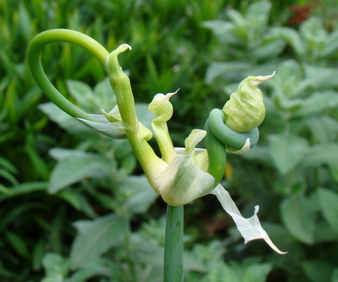 Image of Allium × proliferum specimen.
