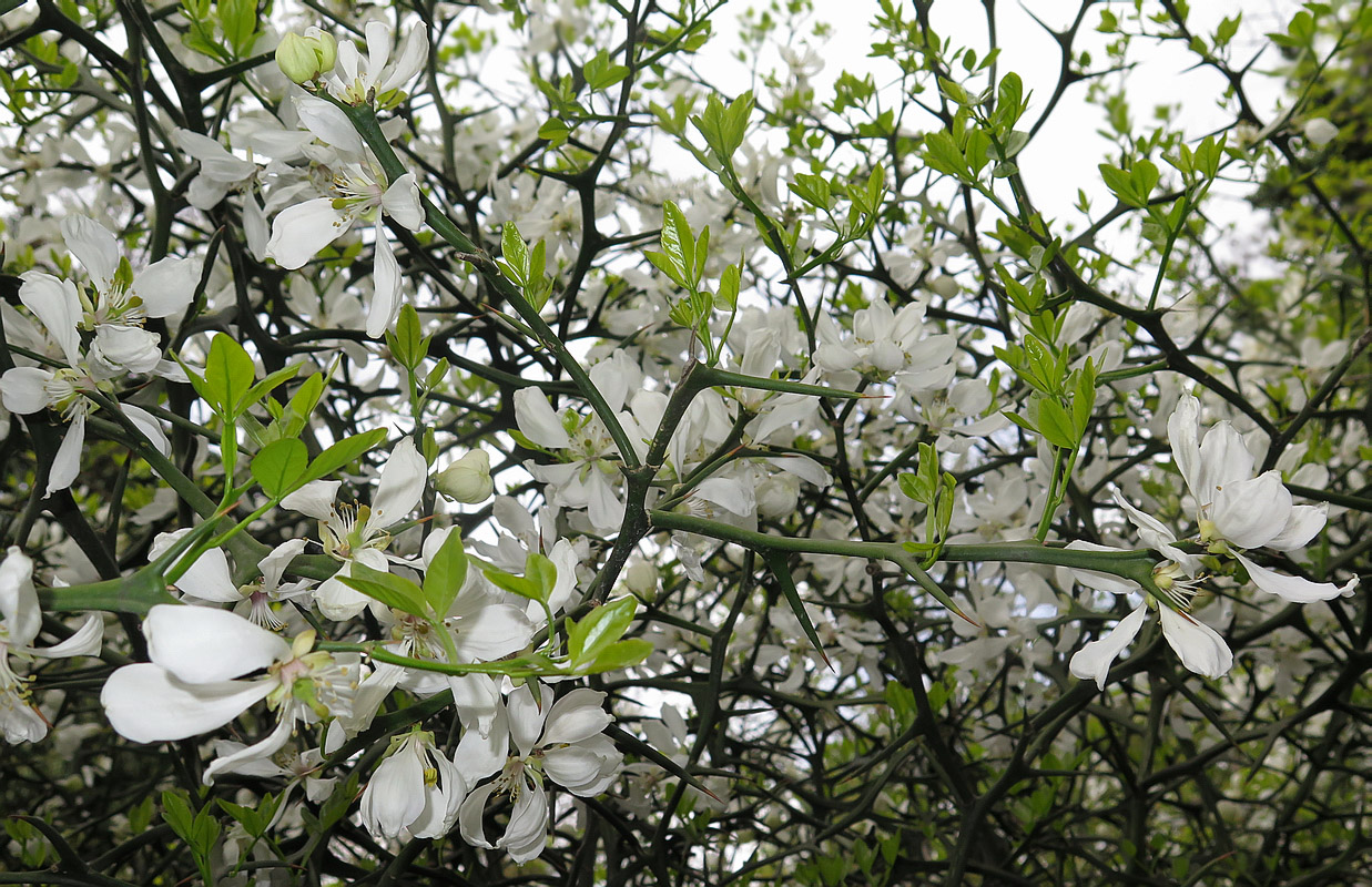 Image of Poncirus trifoliata specimen.