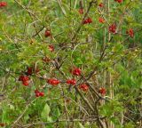 Viburnum opulus